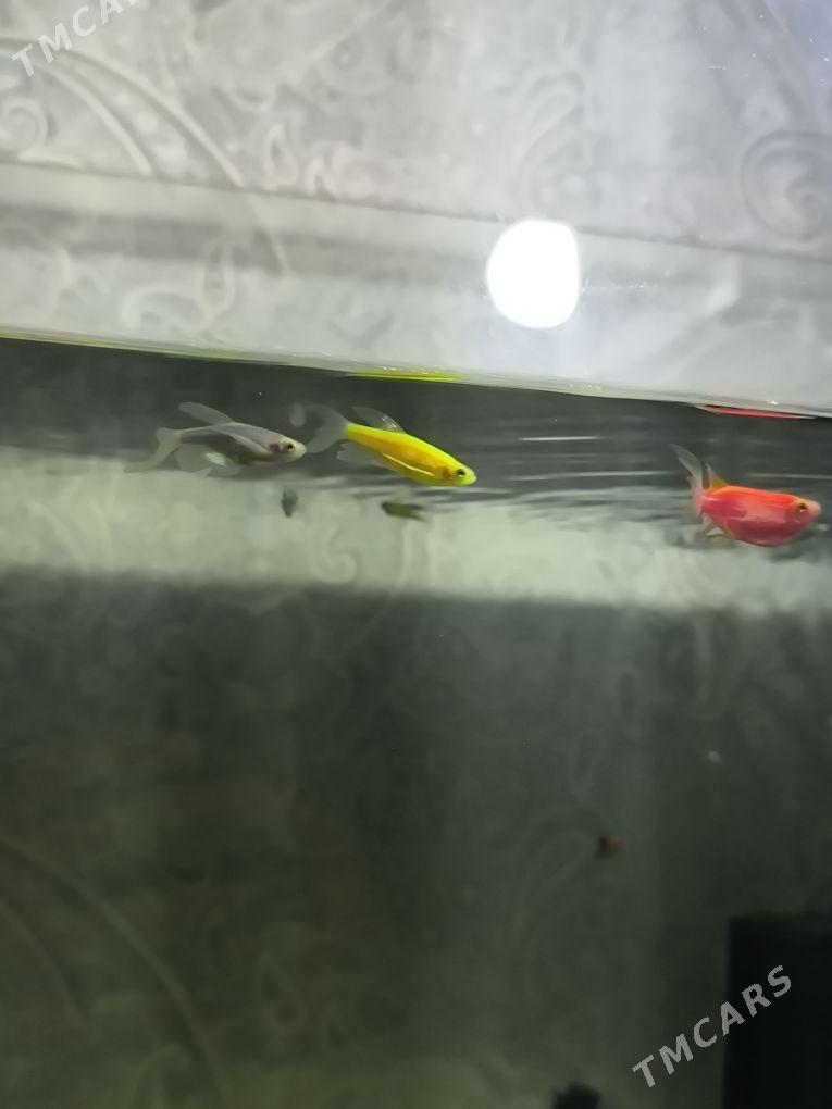 danio zebra - Балканабат - img 2