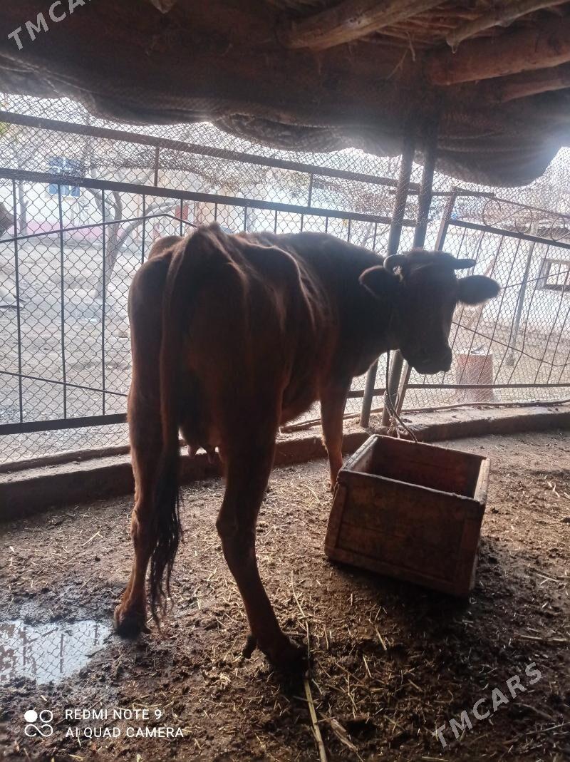 tanaly sygyr - Дашогуз - img 1