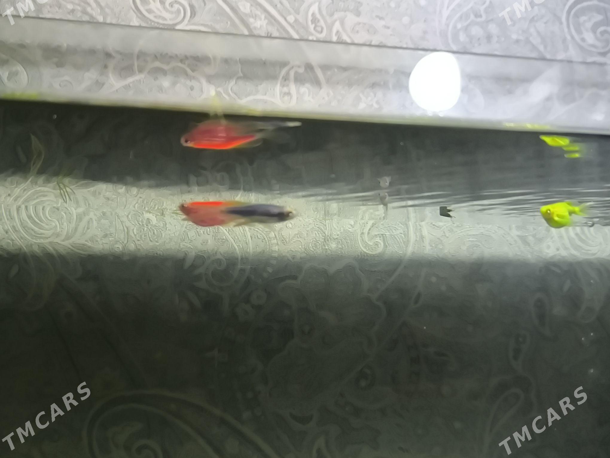 danio zebra - Балканабат - img 3