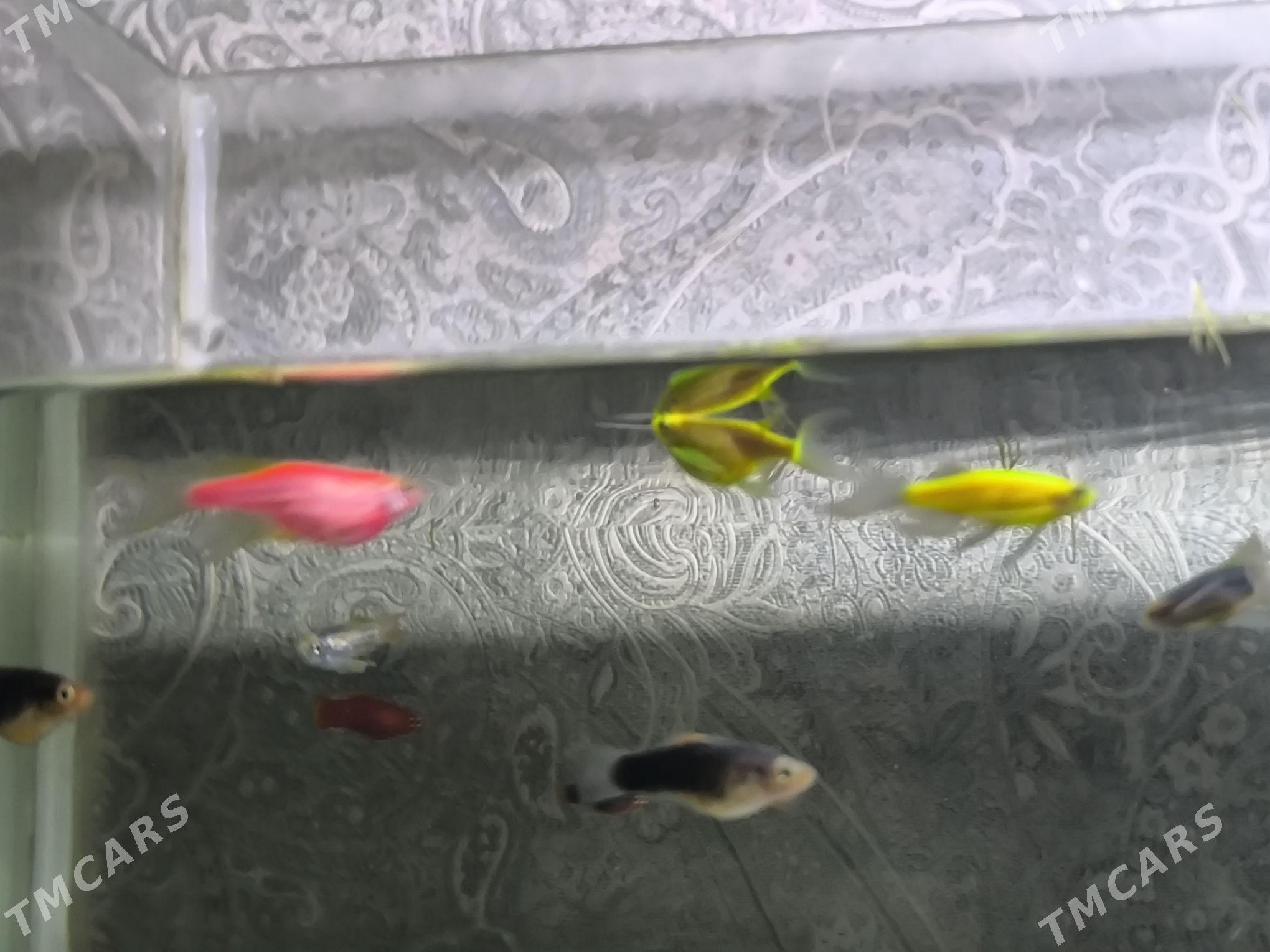 danio zebra - Балканабат - img 4