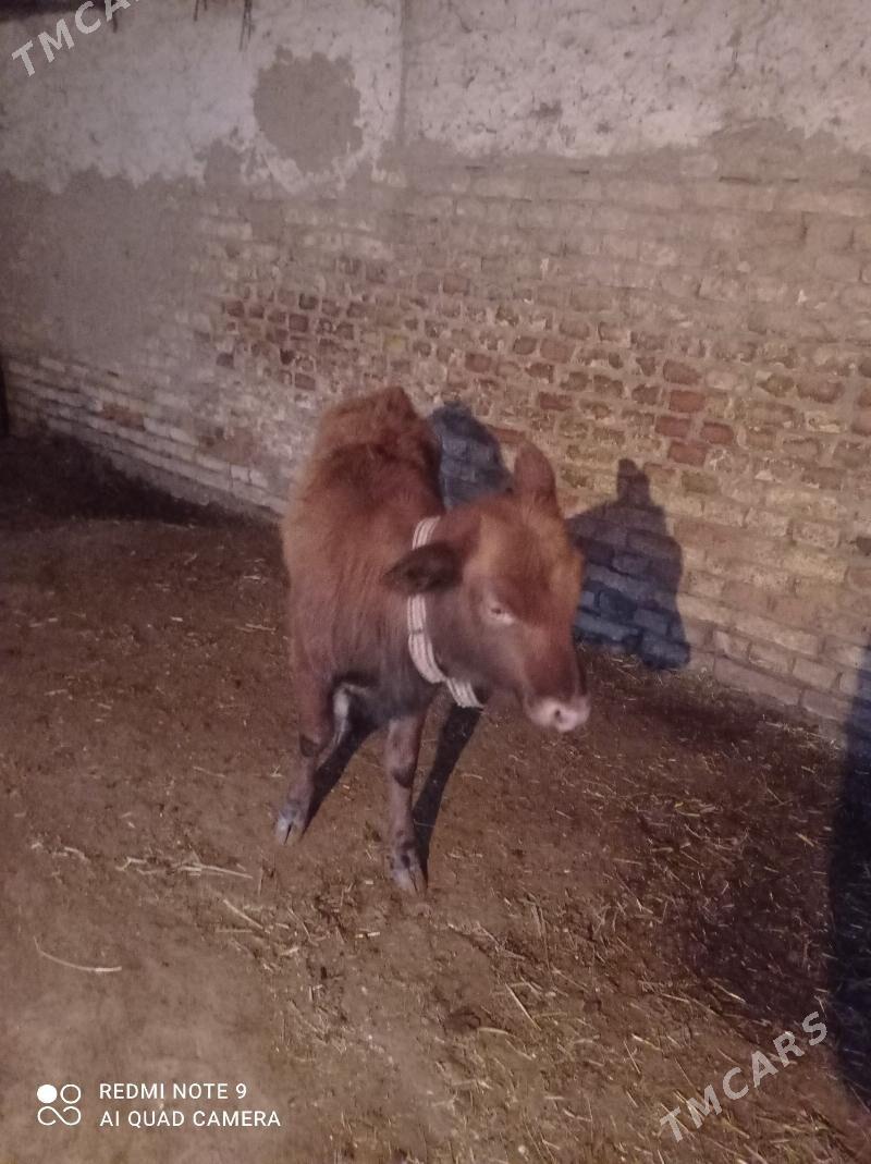 tanaly sygyr - Дашогуз - img 4