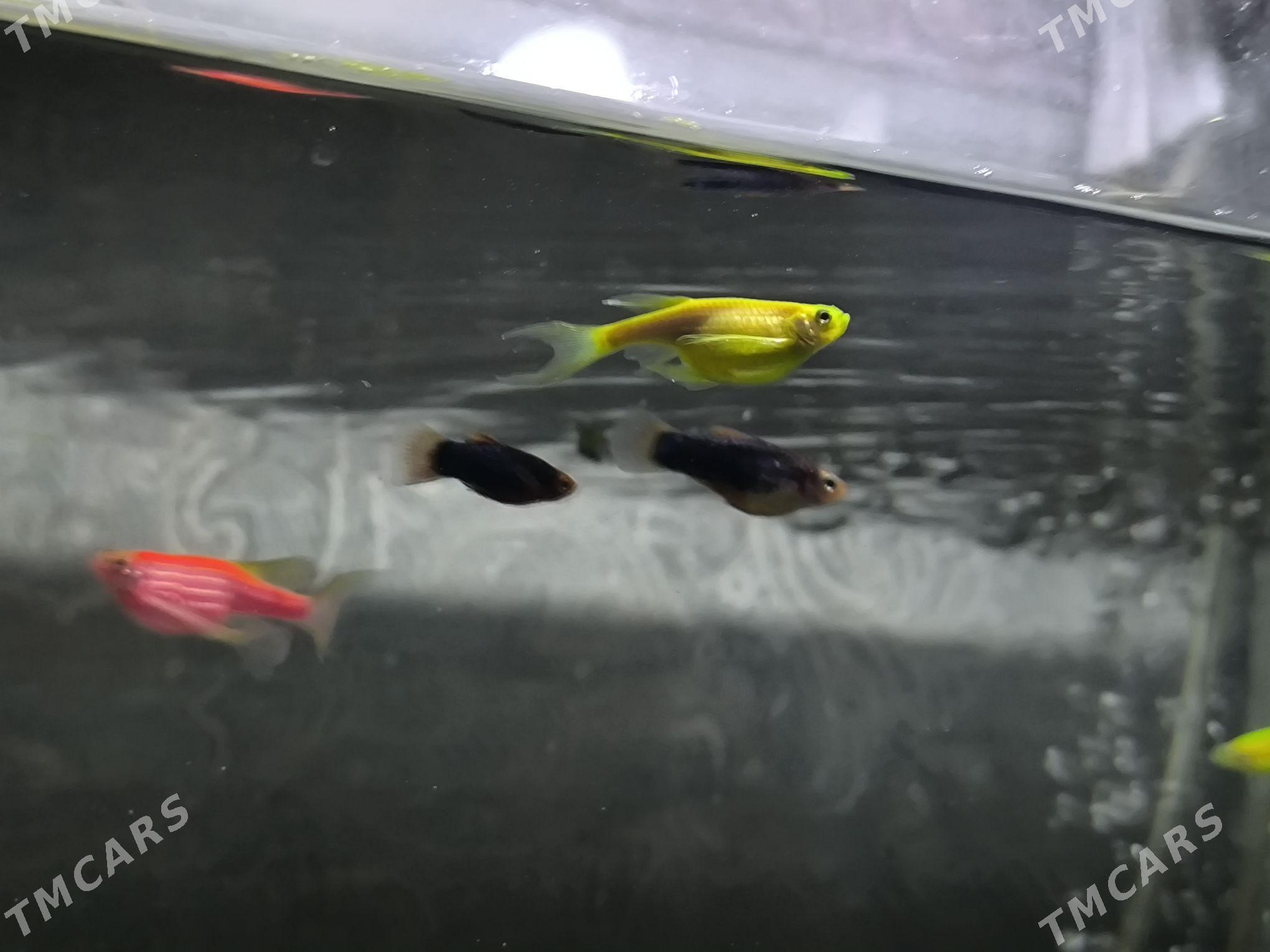 danio zebra - Балканабат - img 1