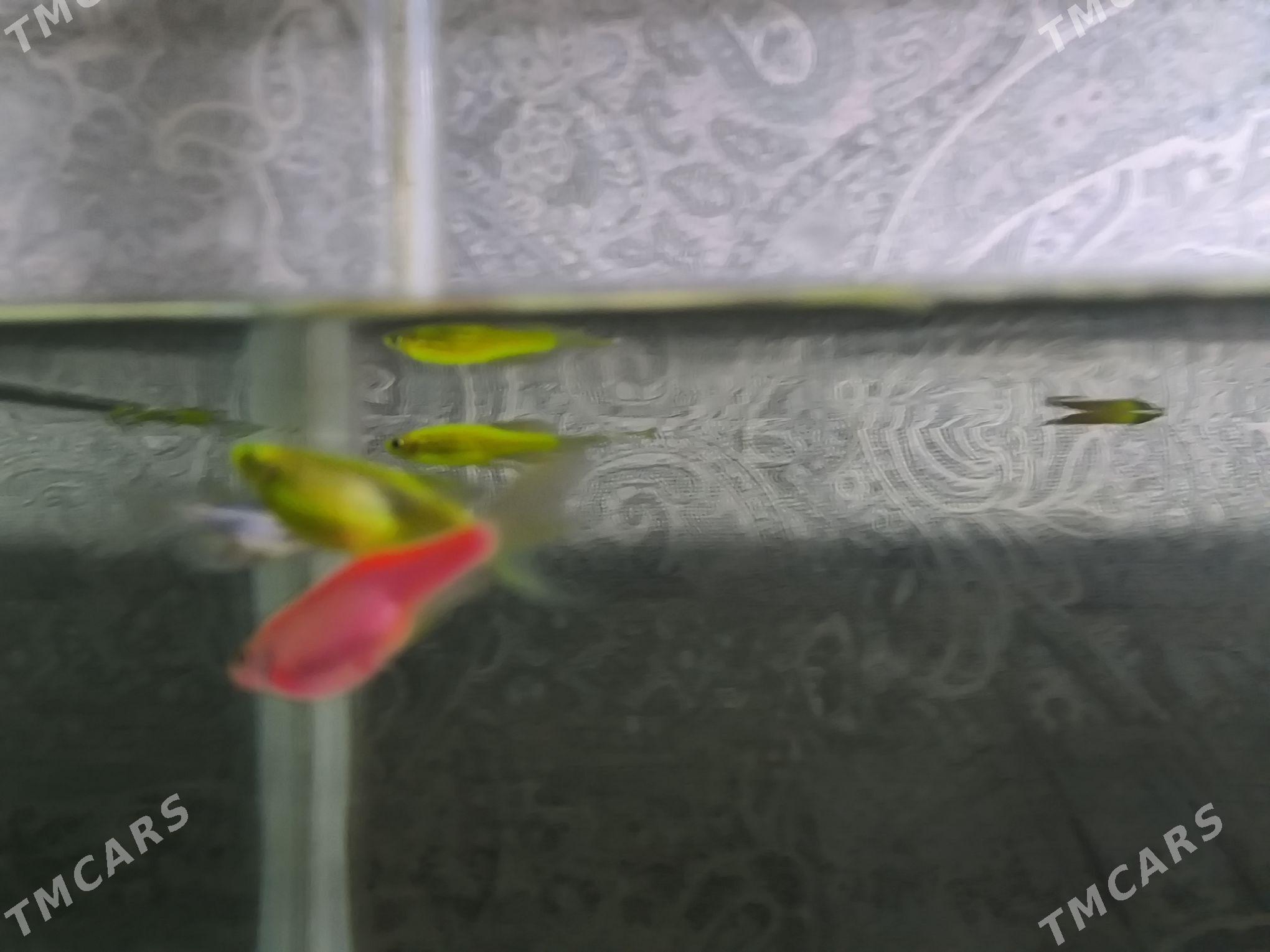 danio zebra - Балканабат - img 7