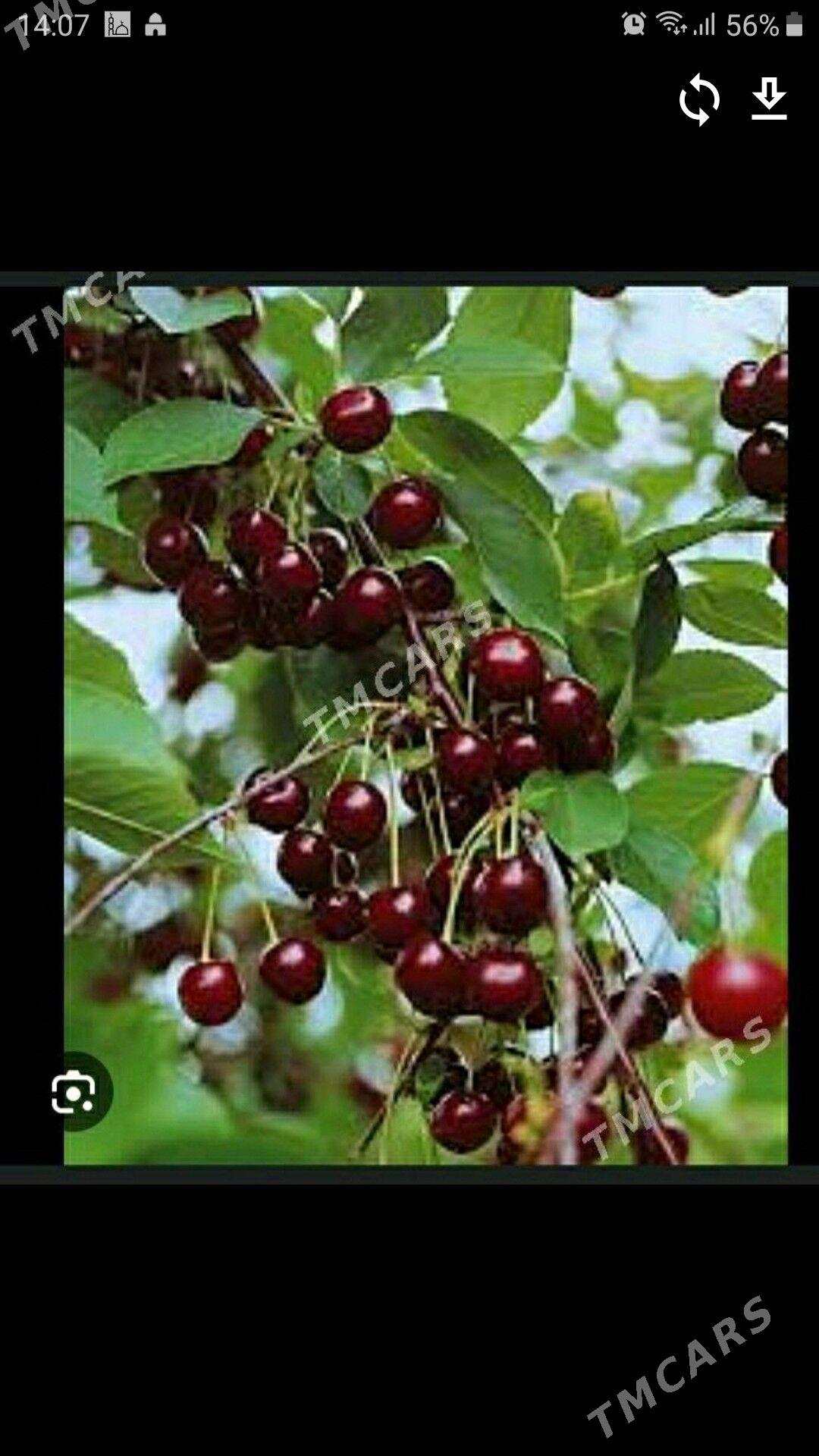 Nahal wisniya - Саят - img 1