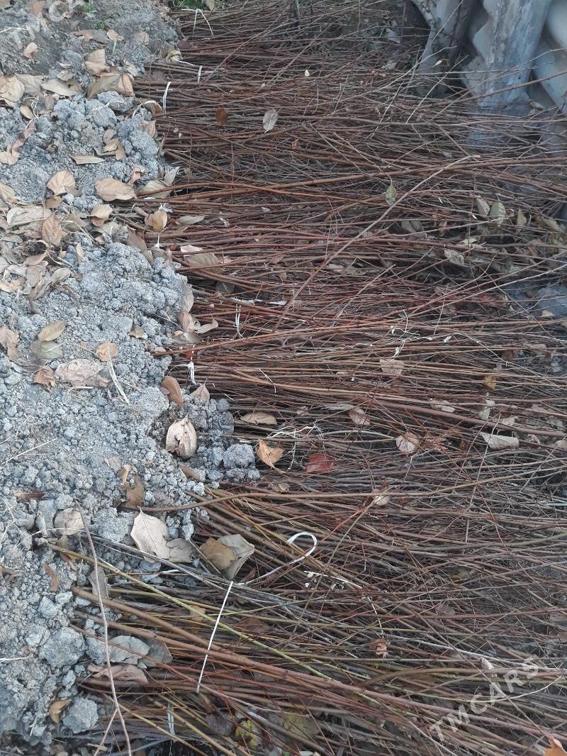 Nahal wisniya - Саят - img 3