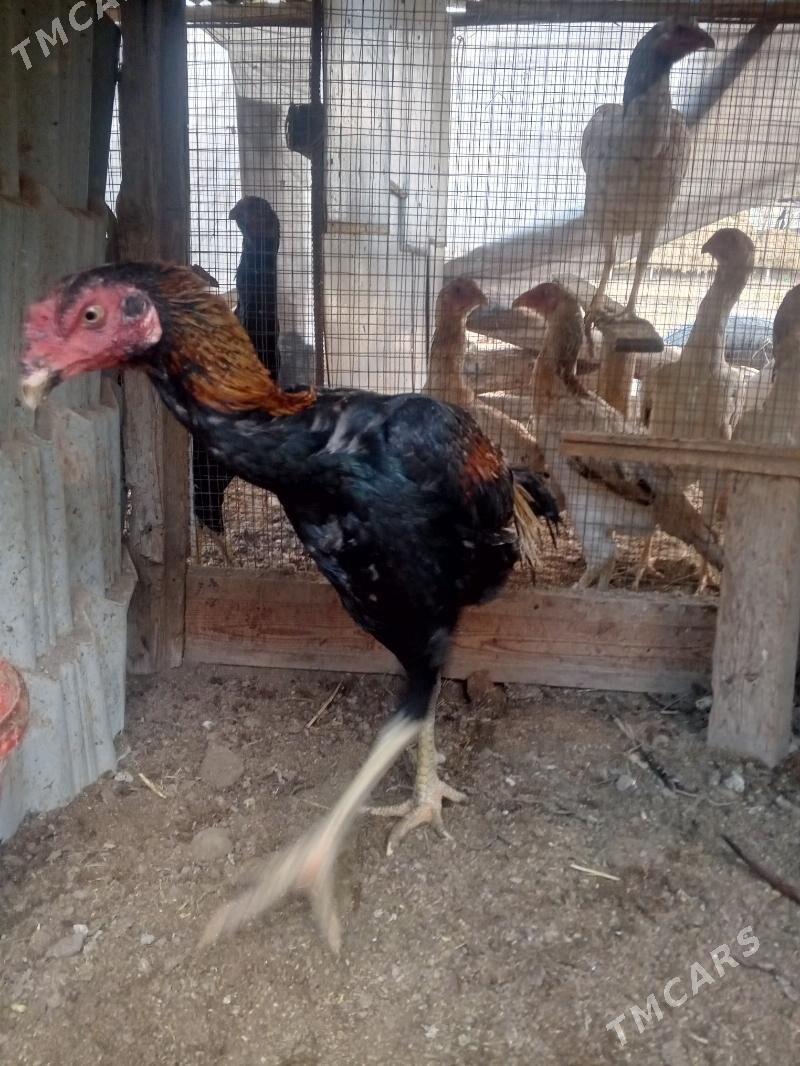 horaz juje - Фарап - img 3