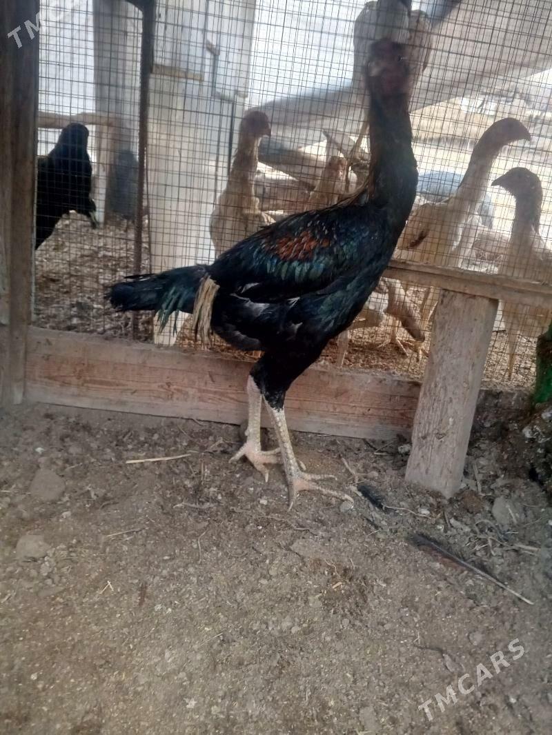 horaz juje - Farap - img 1