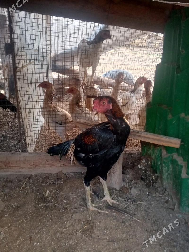 horaz juje - Фарап - img 2