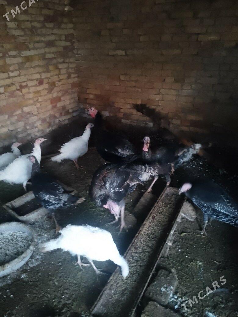 induk - Байрамали - img 5