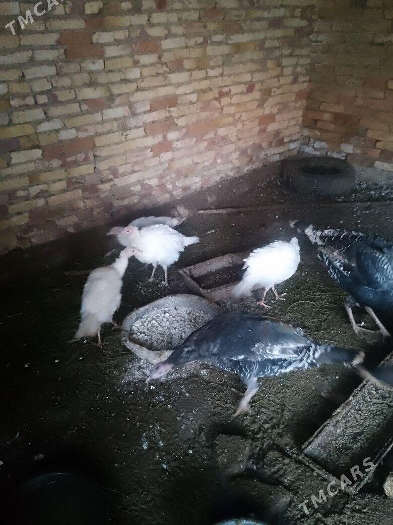 induk - Байрамали - img 4