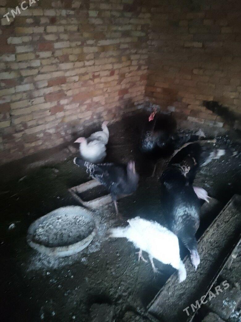 induk - Байрамали - img 3