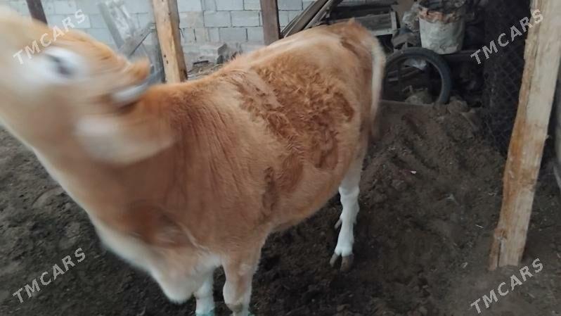 bakylan tuwe - Ak bugdaý etraby - img 3