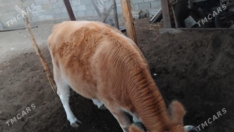 bakylan tuwe - Ak bugdaý etraby - img 2