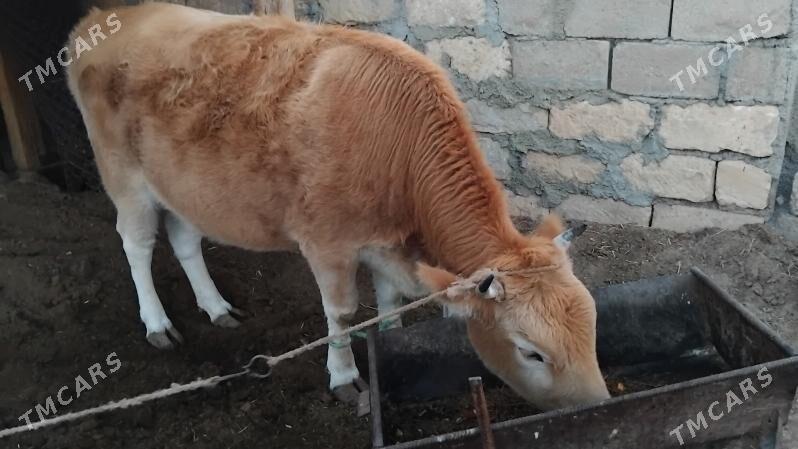 bakylan tuwe - Ak bugdaý etraby - img 1