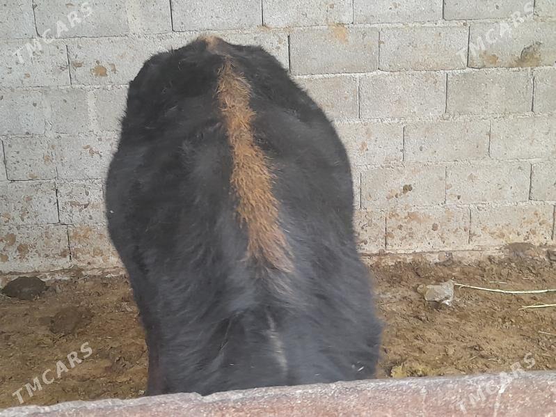 .....ÖKIZ..... - Багир - img 5