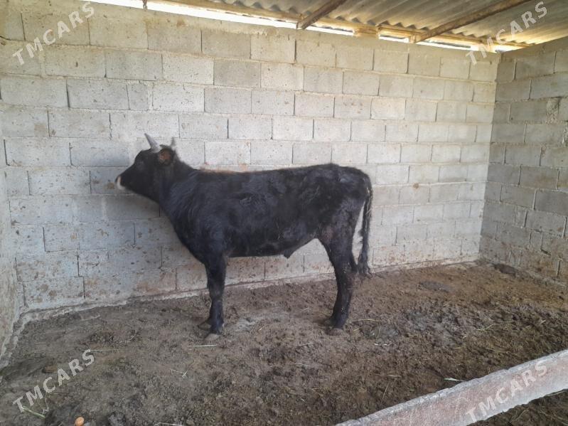 .....ÖKIZ..... - Багир - img 6