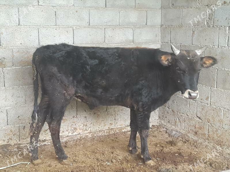 .....ÖKIZ..... - Багир - img 4