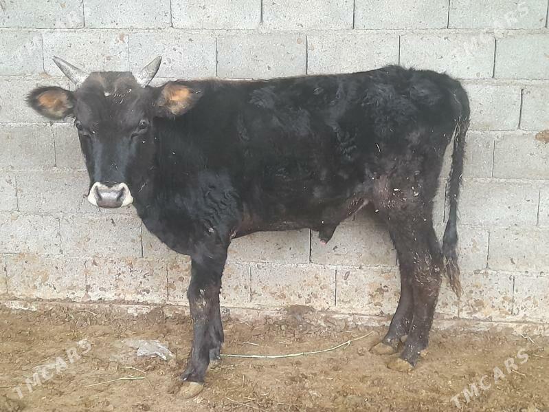 .....ÖKIZ..... - Багир - img 3