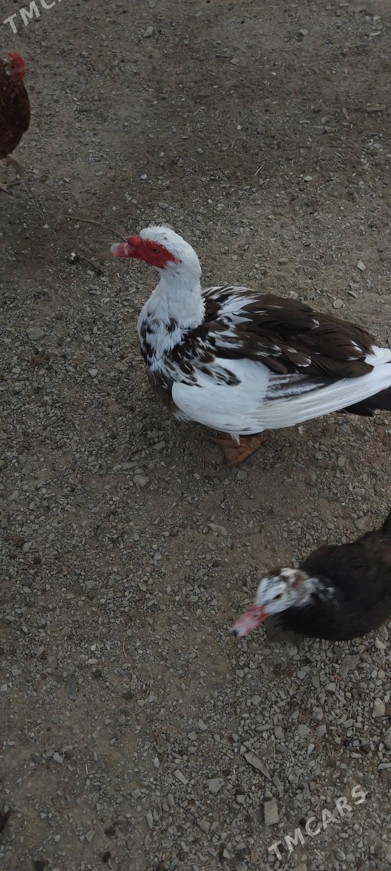 erkek őrdek - Bäherden - img 2