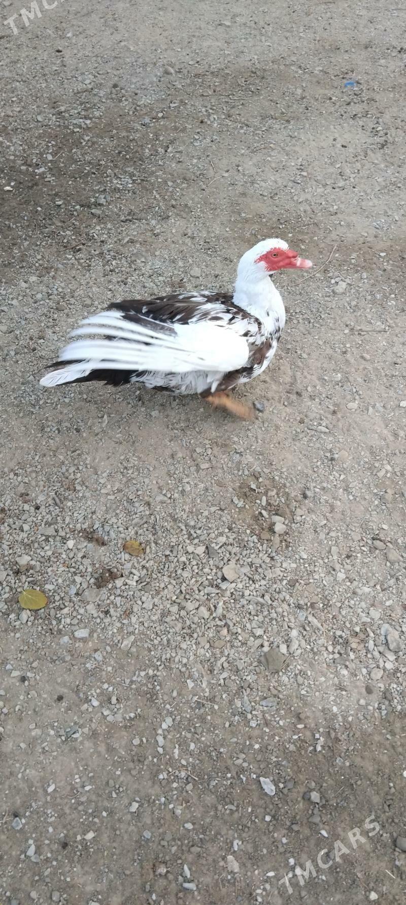 erkek őrdek - Bäherden - img 4