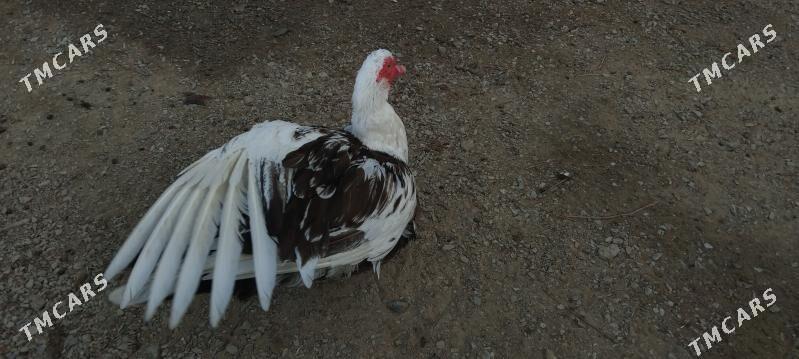 erkek őrdek - Bäherden - img 3