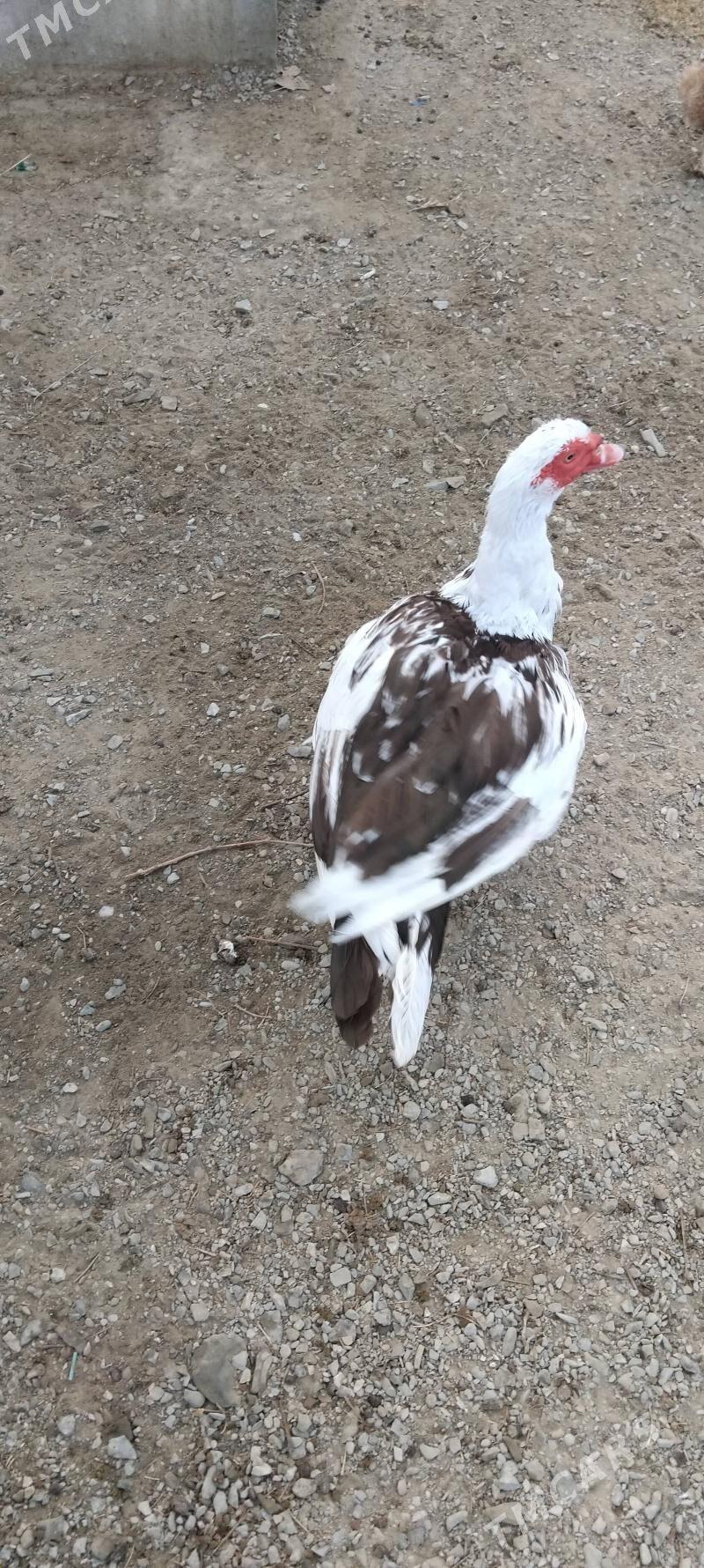 erkek őrdek - Бахарден - img 1