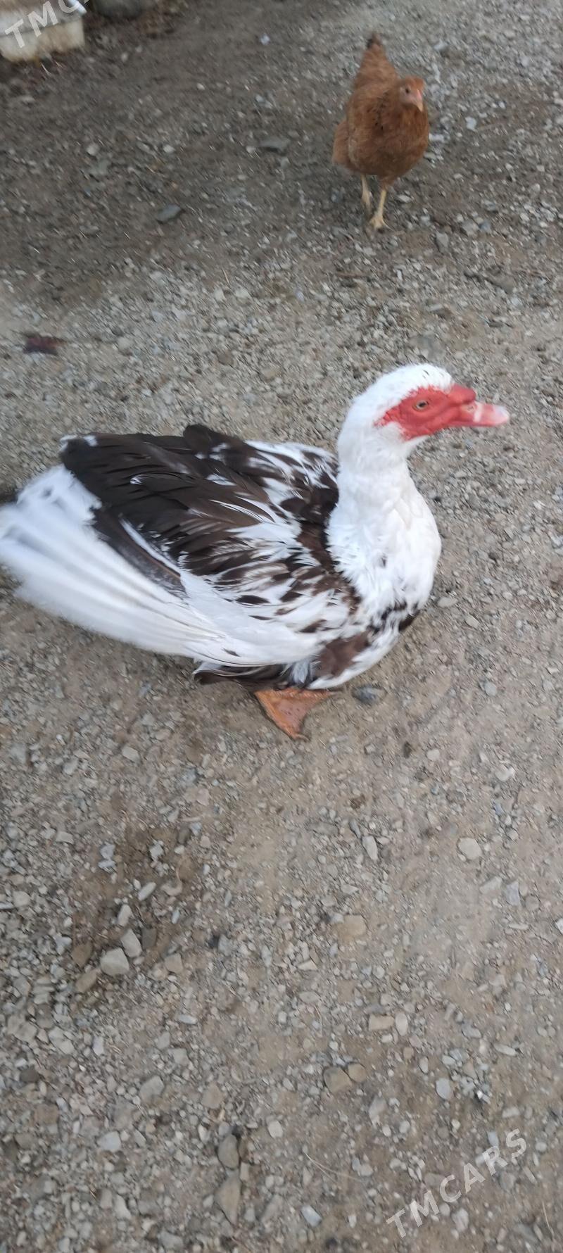 erkek őrdek - Bäherden - img 5