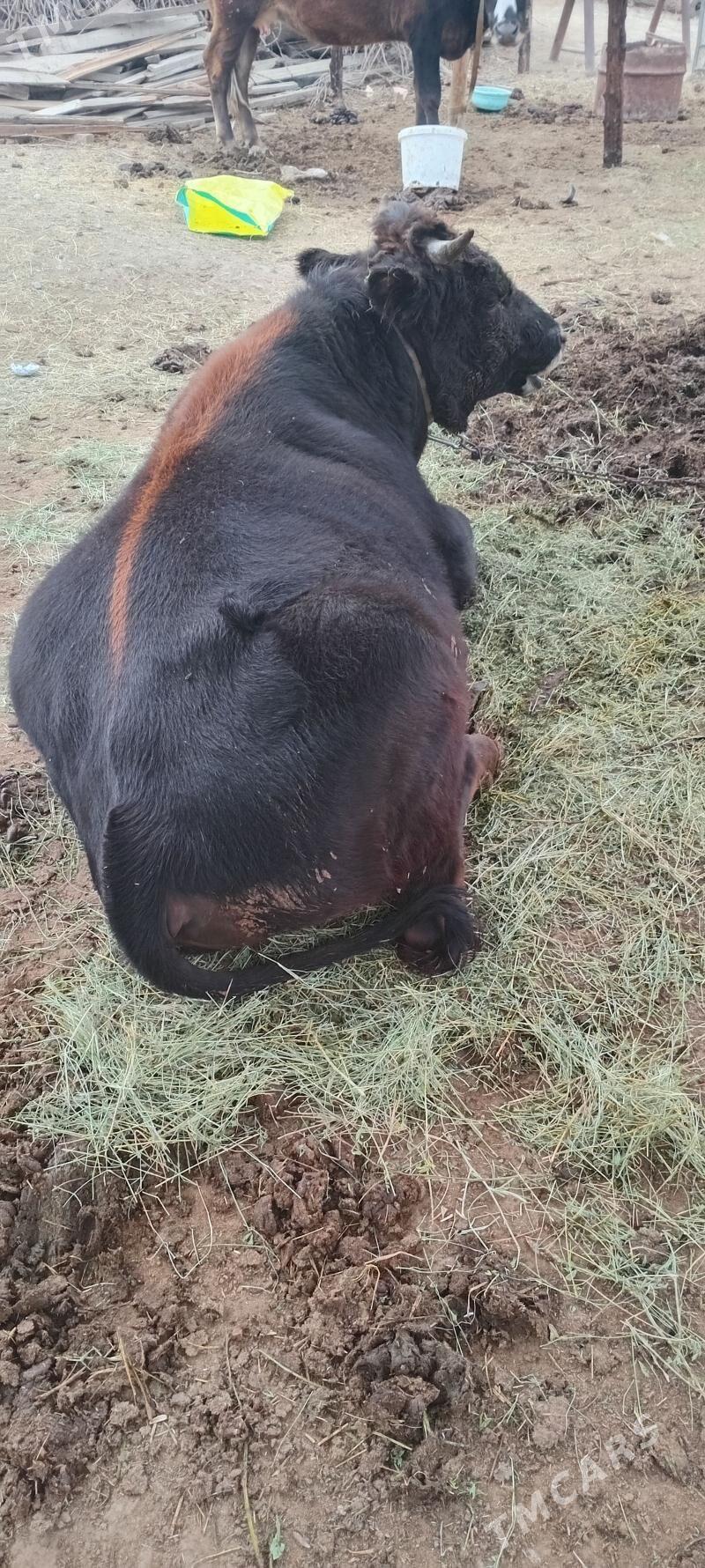 Okuz 2 yas - Гёкдепе - img 1