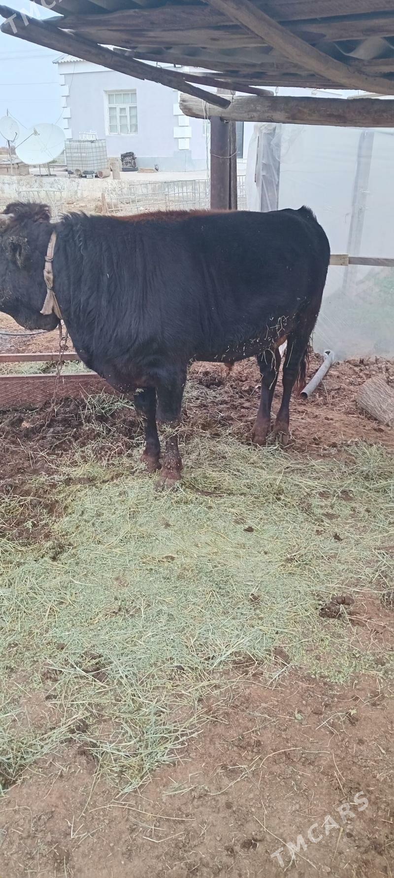 Okuz 2 yas - Гёкдепе - img 2