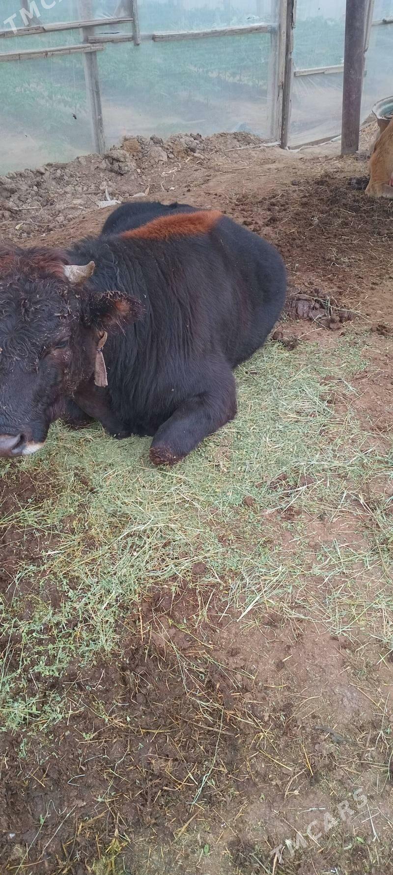 Okuz 2 yas - Гёкдепе - img 3