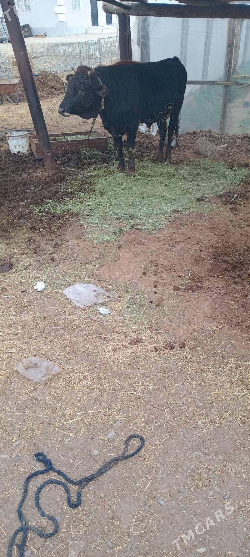 Okuz 2 yas - Гёкдепе - img 7