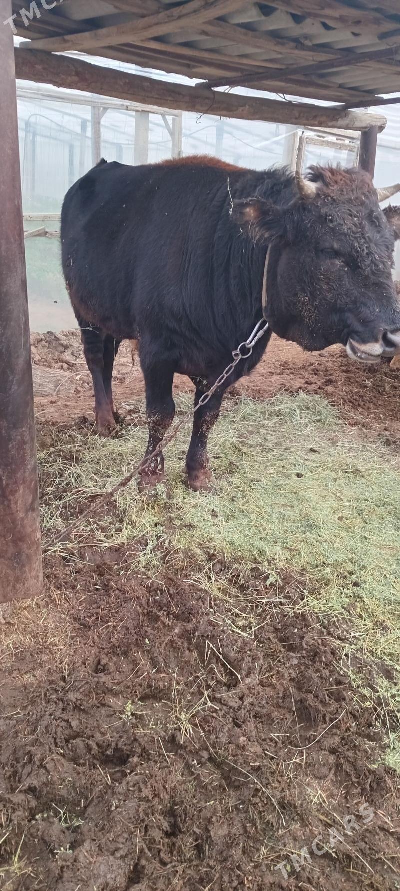 Okuz 2 yas - Гёкдепе - img 5