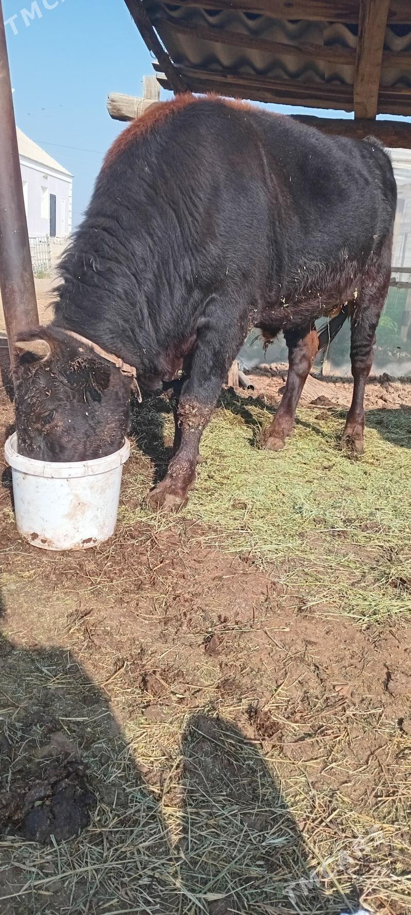 Okuz 2 yas - Гёкдепе - img 6