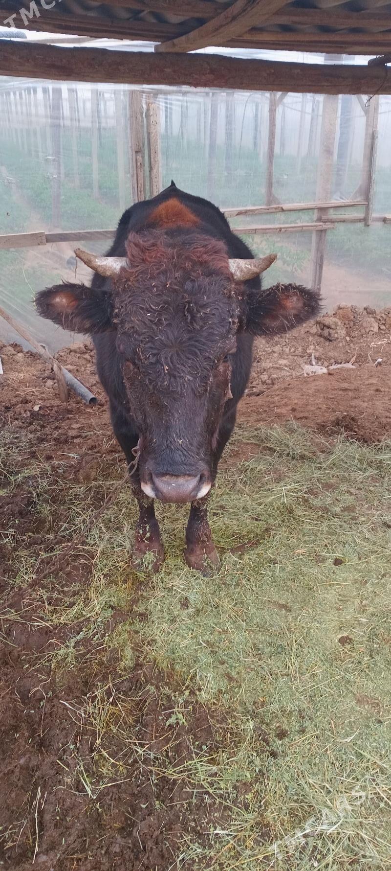 Okuz 2 yas - Гёкдепе - img 4