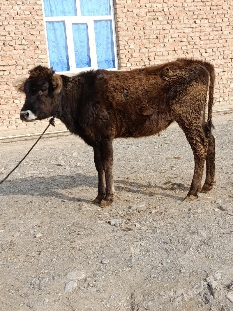 tuwe - Бахарден - img 2