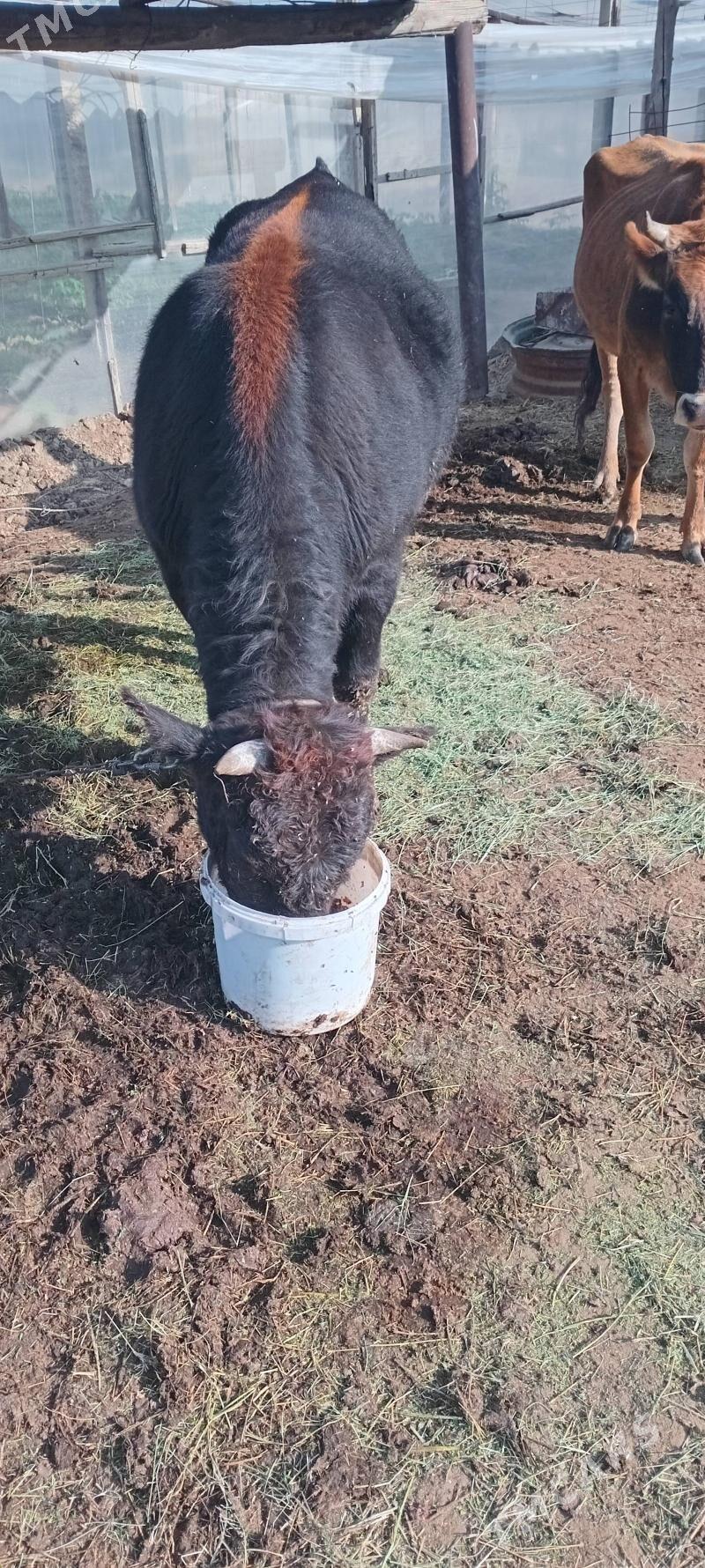 Okuz 2 yas - Гёкдепе - img 8