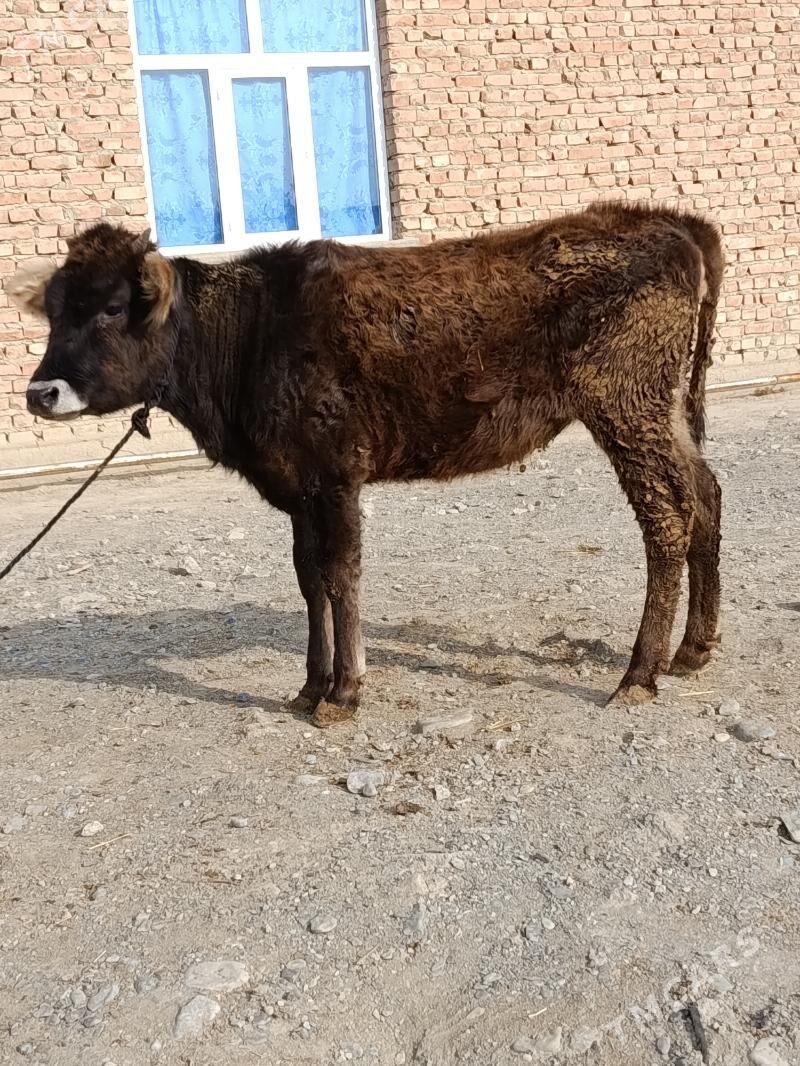 tuwe - Бахарден - img 1