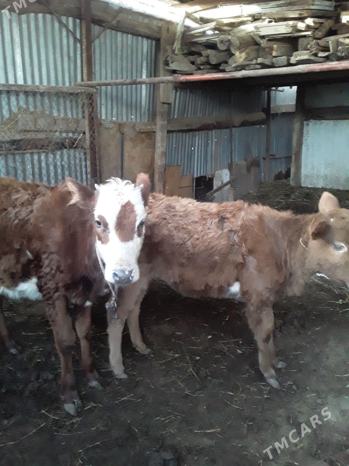 Unajynlar - Туркменабат - img 2