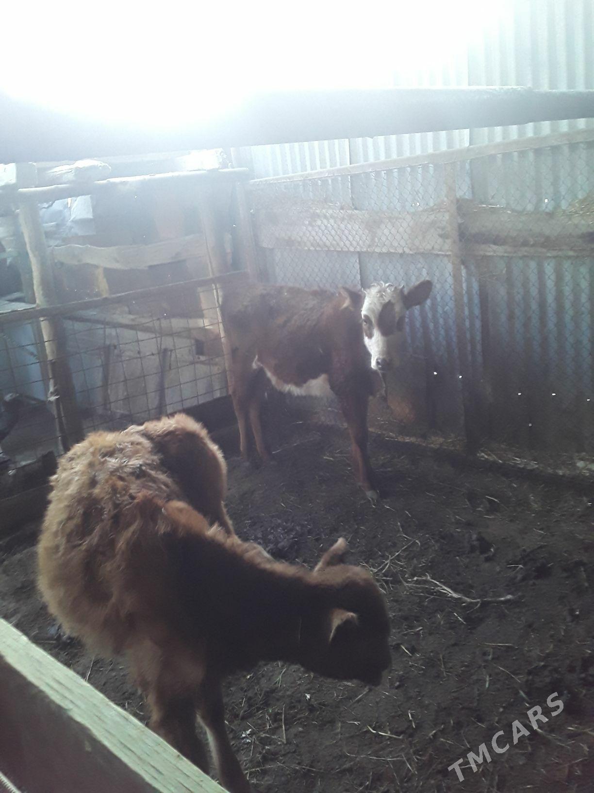 Unajynlar - Туркменабат - img 5