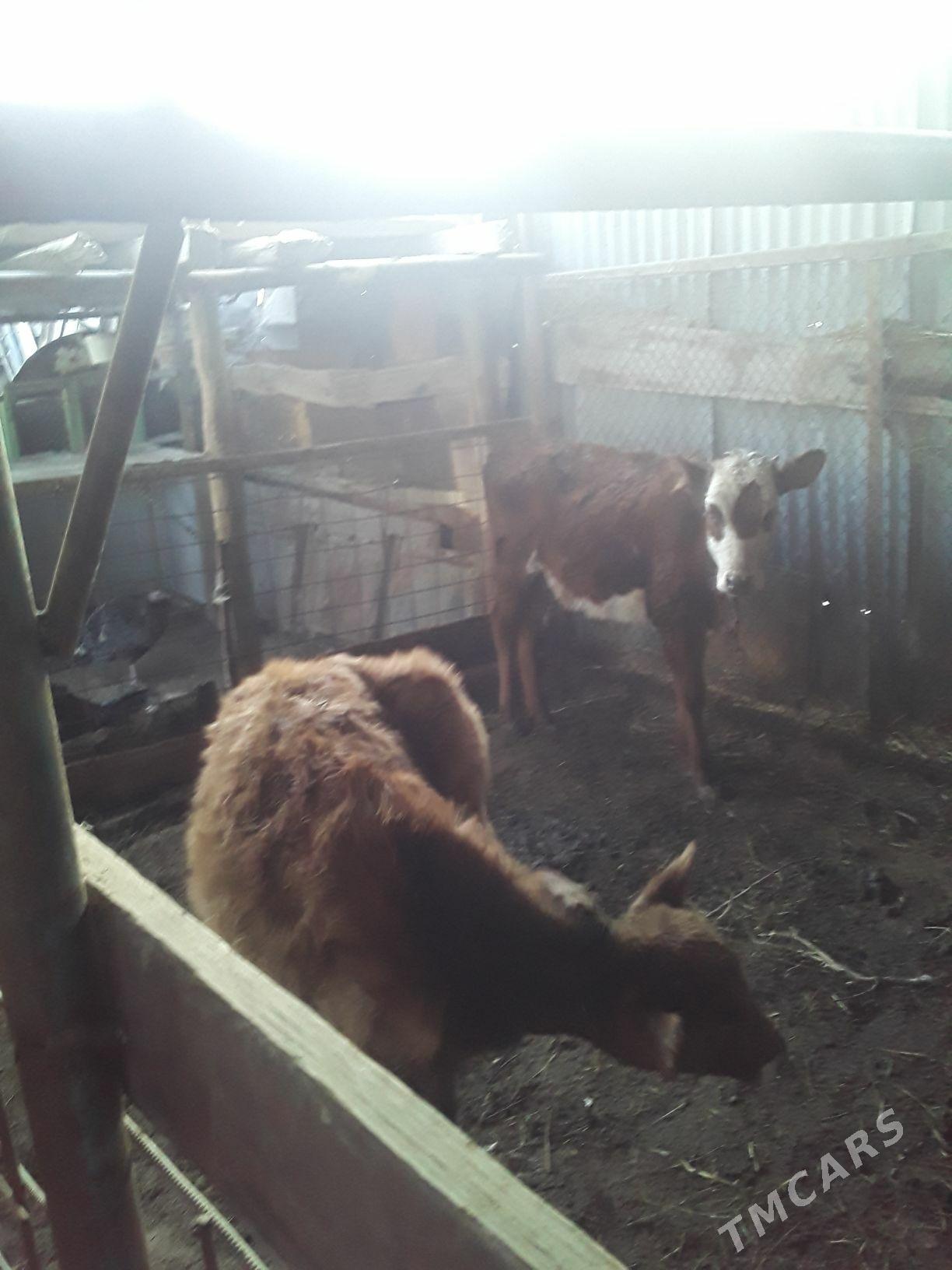 Unajynlar - Туркменабат - img 4