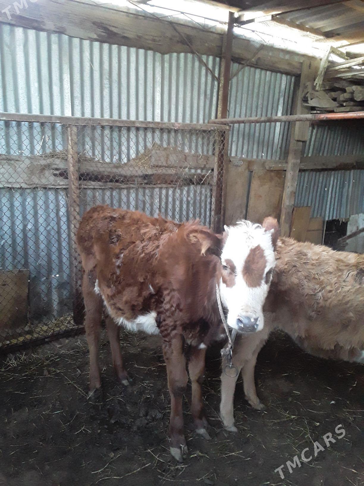 Unajynlar - Туркменабат - img 3