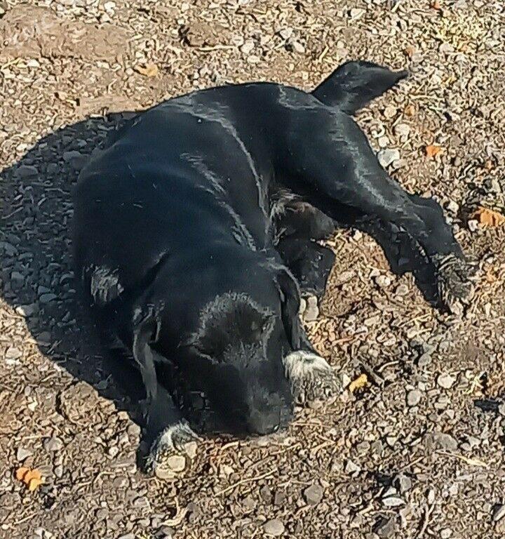 OHOTNICIY SPANIELL .AW ITI . - Garadamak - img 2