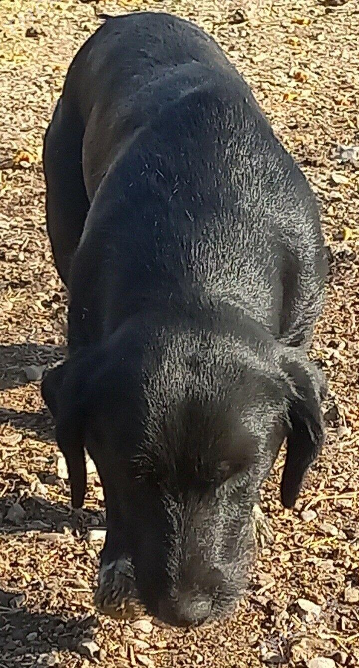 OHOTNICIY SPANIELL .AW ITI . - Garadamak - img 3