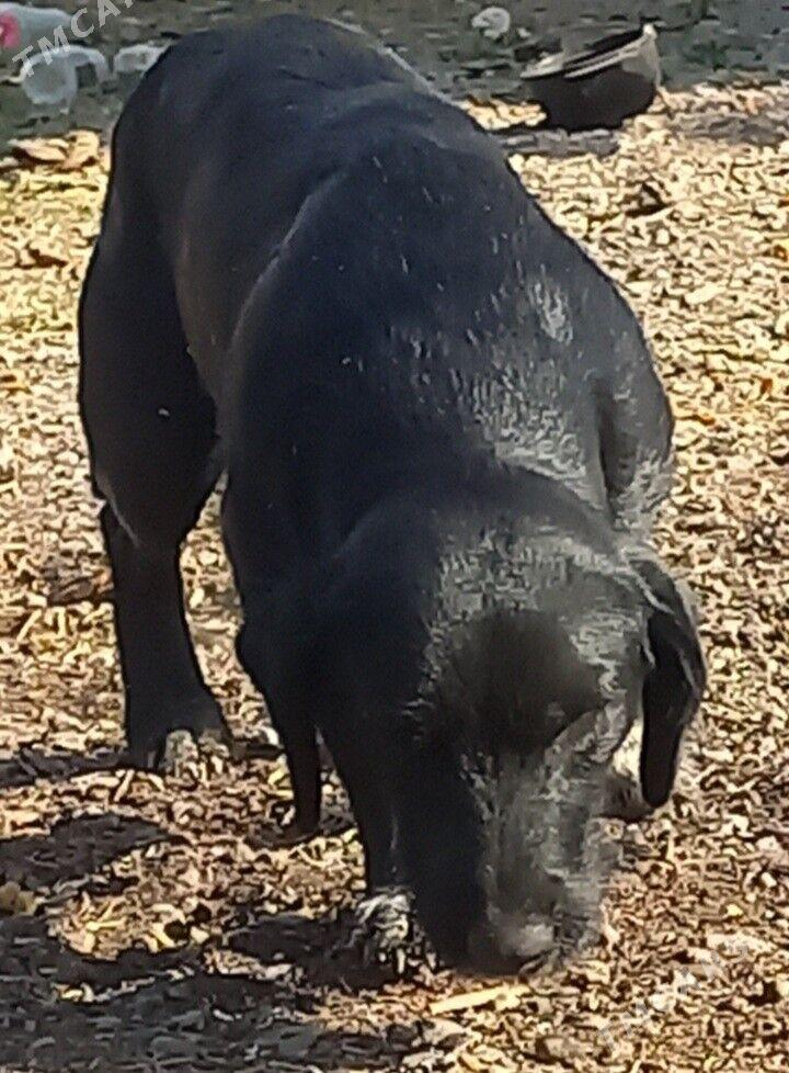 OHOTNICIY SPANIELL .AW ITI . - Garadamak - img 4