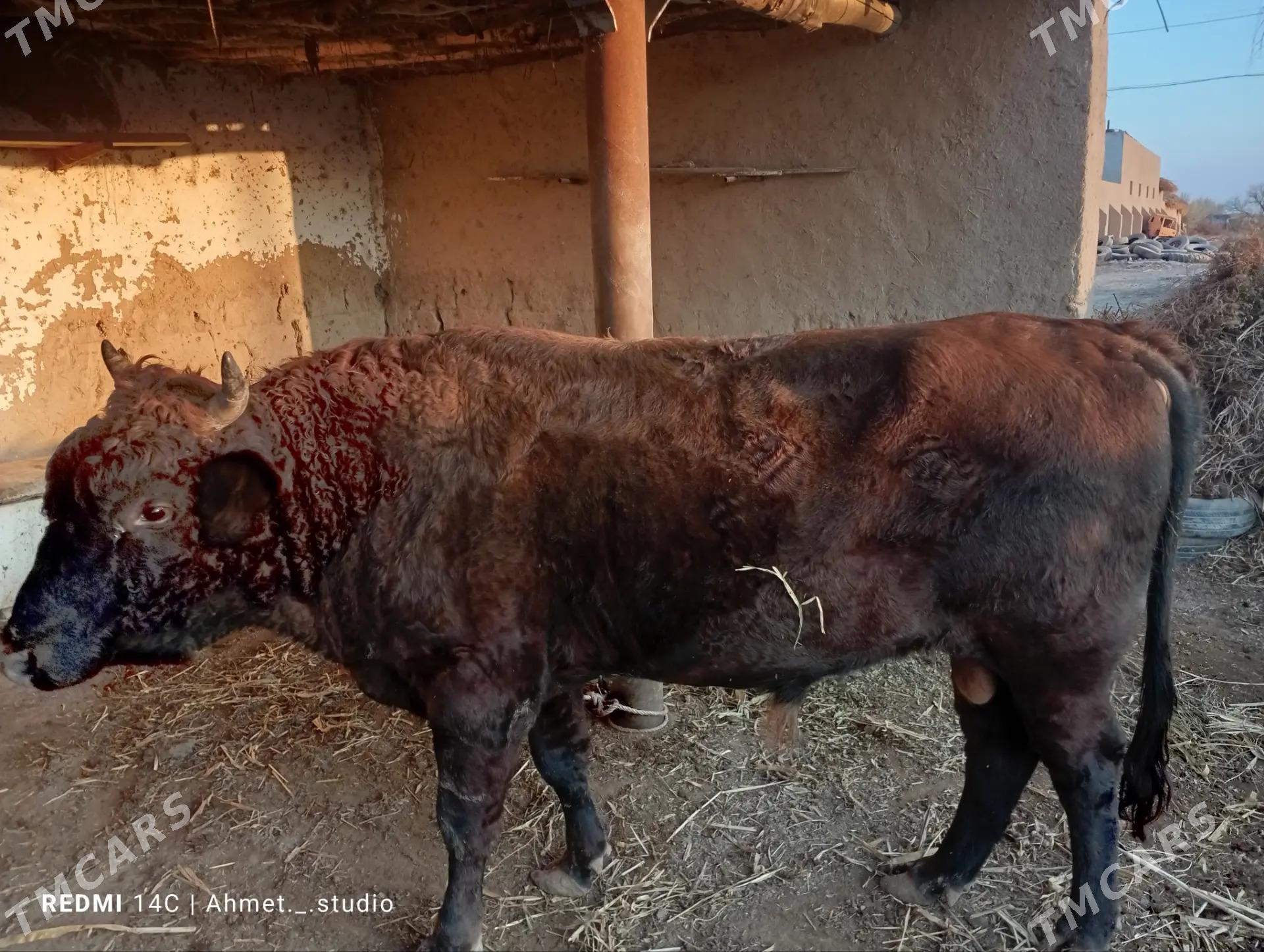 okuz - Губадаг - img 1