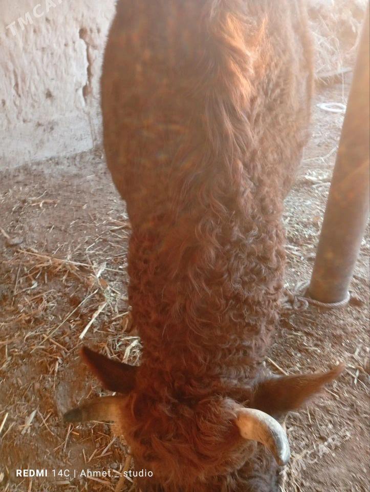 okuz - Губадаг - img 2