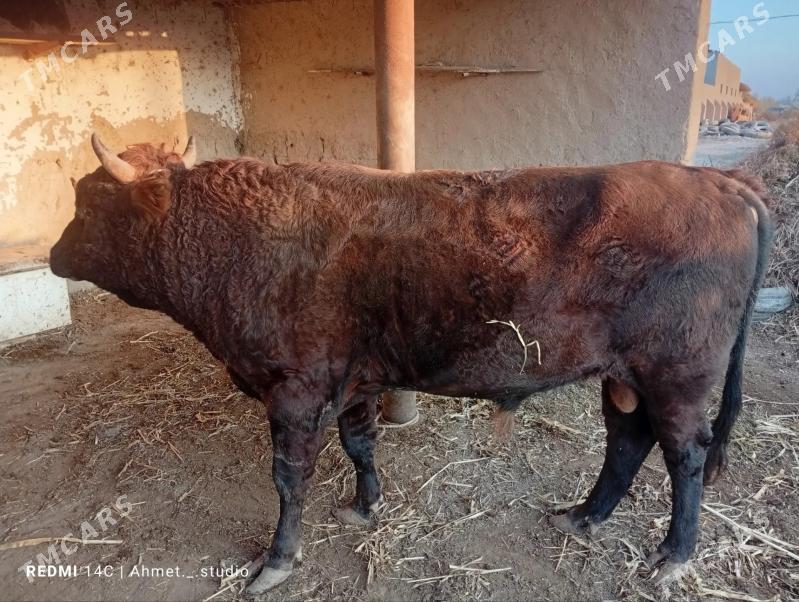 okuz - Губадаг - img 5