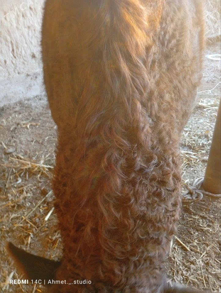 okuz - Губадаг - img 3