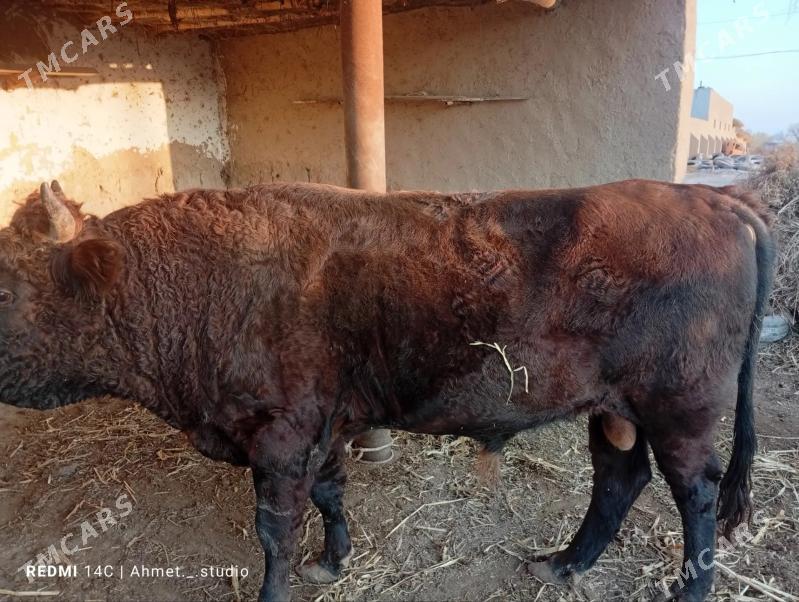 okuz - Губадаг - img 4