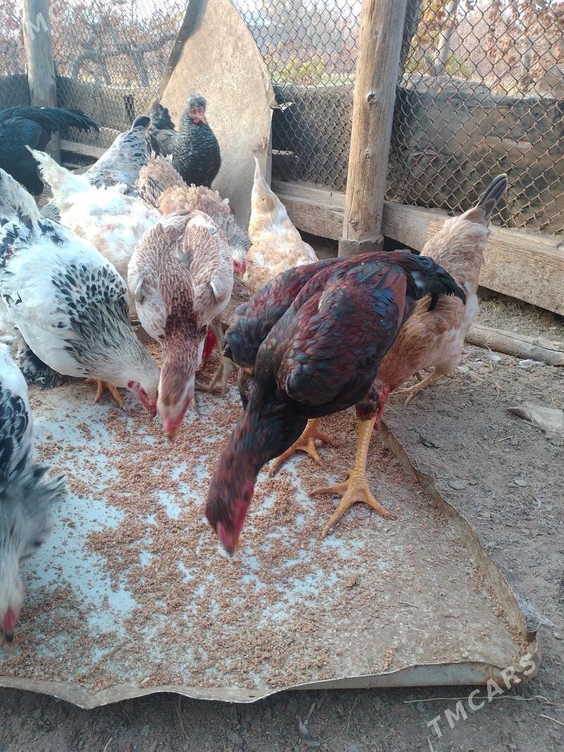 baysok - Sakarçäge - img 1